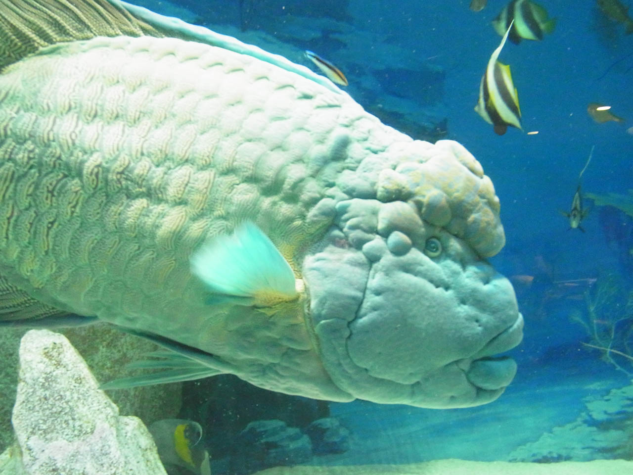 フリー素材 画像 とても面白い顔の魚 無料 株式会社カムラック