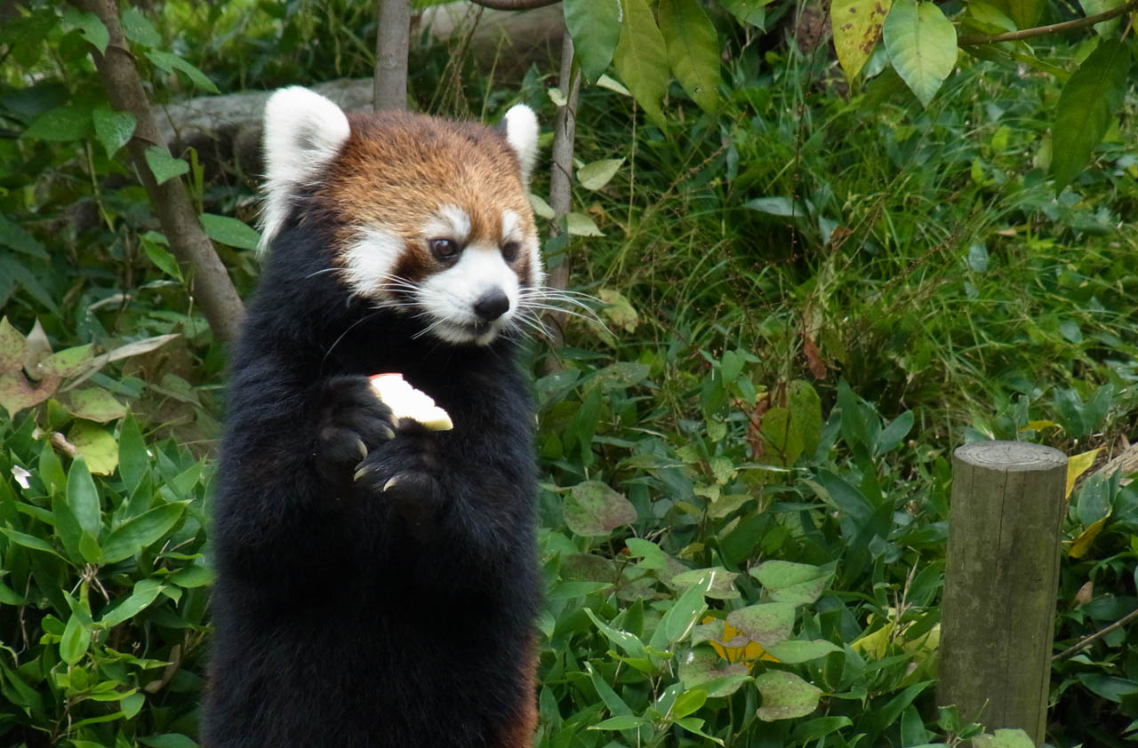 フリー素材 画像 動物園にてとてもキュートなアライグマ1 無料 株式会社カムラック 障害者就労継続支援a型 B型 就労移行支援 相談支援