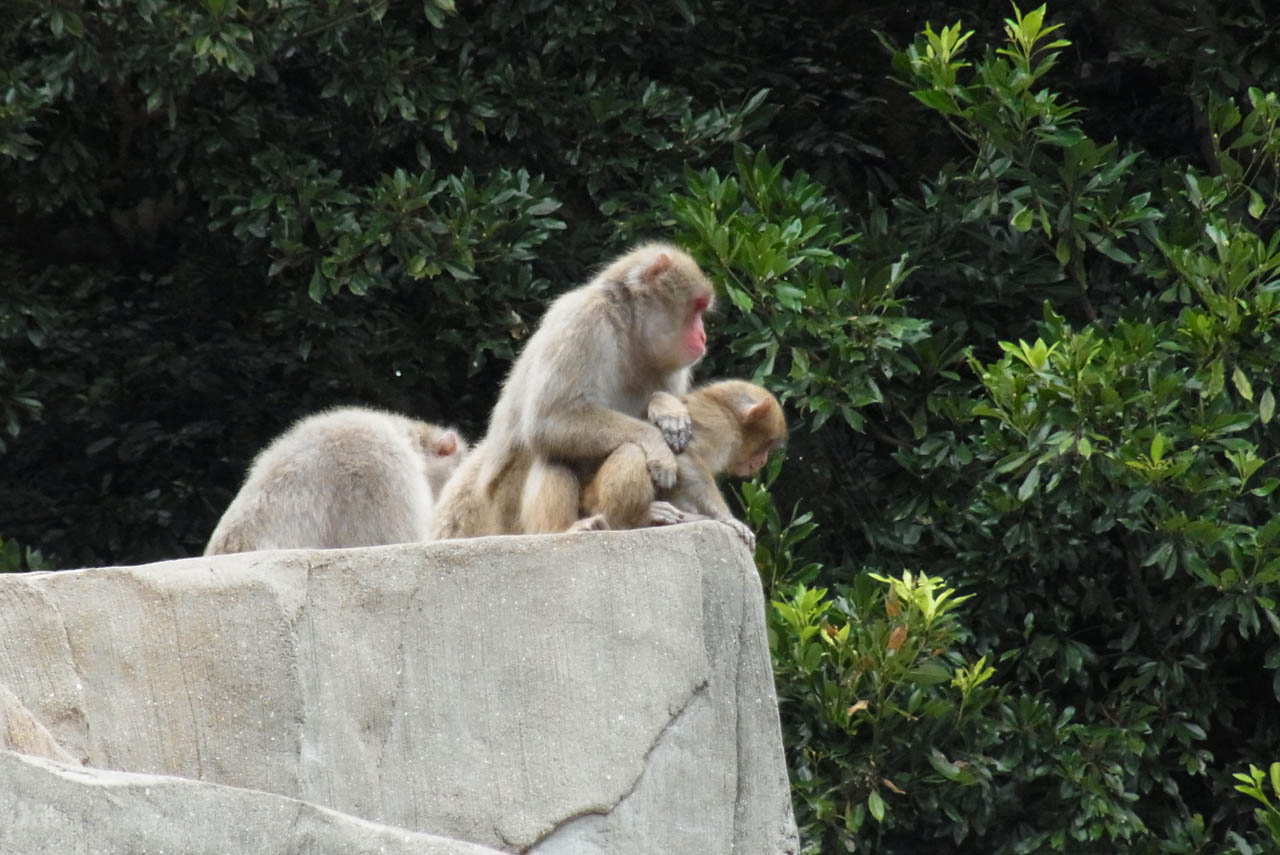 フリー素材 画像 動物園の親子猿 無料 株式会社カムラック 障害者就労継続支援a型 B型 就労移行支援 相談支援