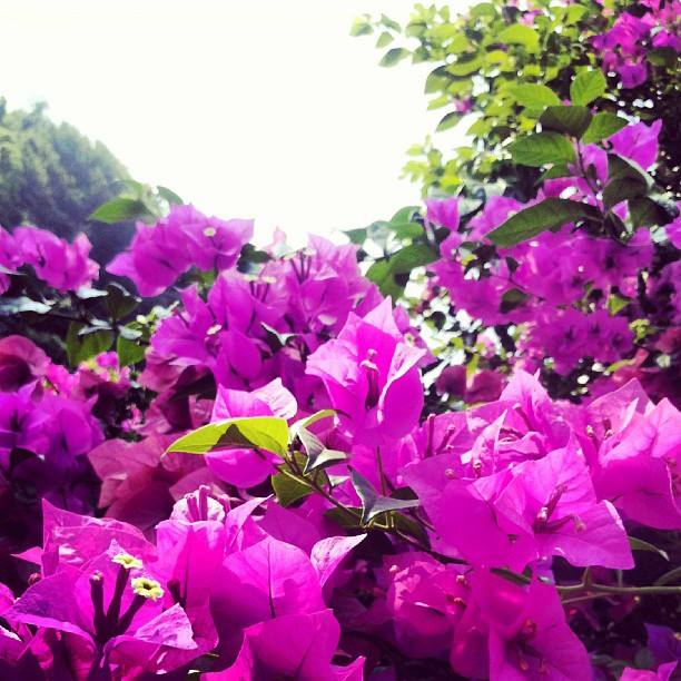 フリー素材 画像 奇麗な花 ピンクの花びらと緑の葉 無料 株式会社カムラック 障害者就労継続支援a型 B型 就労移行支援 相談支援