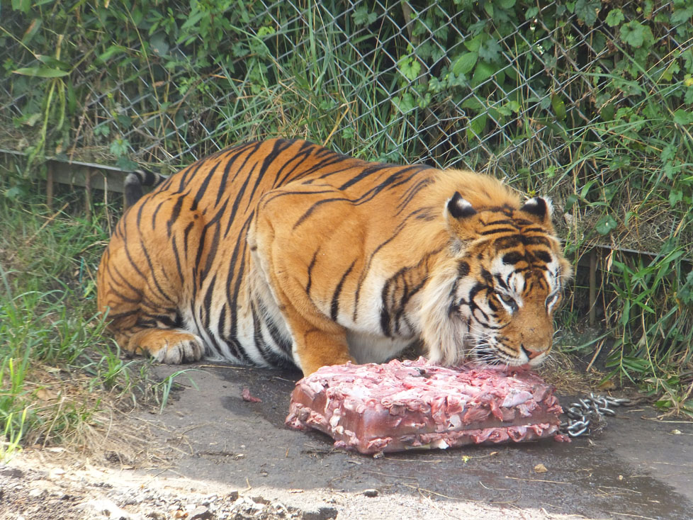 フリー素材 画像 大好物の肉塊を一人むさぼるライオン 無料 株式