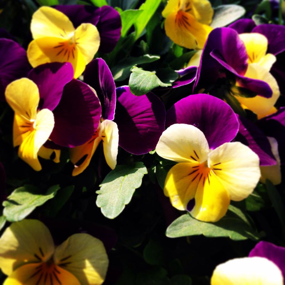 フリー素材 画像 朝日を浴びる紫と黄色の花びらと緑の葉ハーモニー 無料 株式会社カムラック 障害者就労継続支援a型 B型 就労移行支援 相談支援