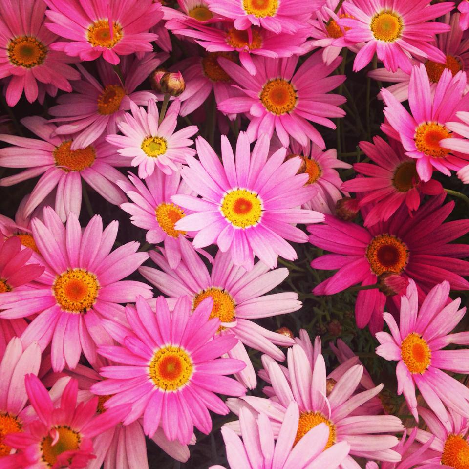フリー素材 画像 花壇に咲き誇るピンクの花々が美しい 無料 株式会社カムラック 障害者就労継続支援a型 B型 就労移行支援 相談支援