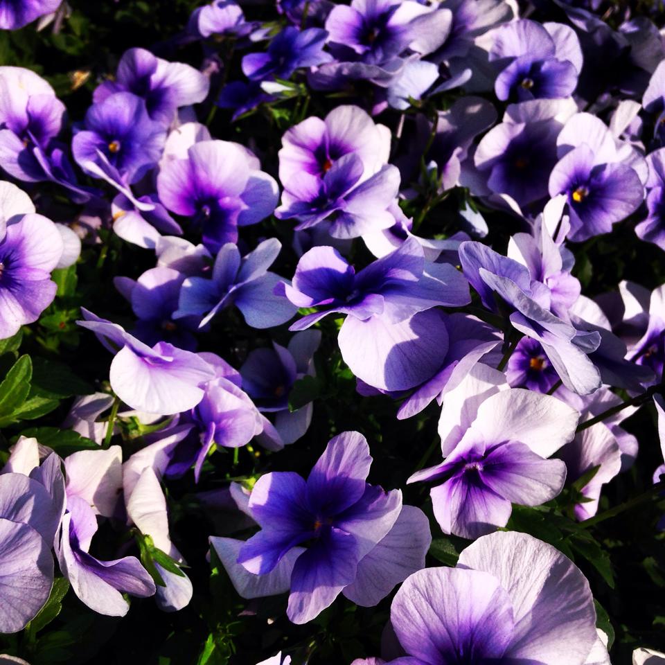 フリー素材 画像 朝日を浴びる花壇の花 白と紫と緑が元気に輝く 無料 株式会社カムラック 障害者就労継続支援a型 B型 就労移行支援 相談支援