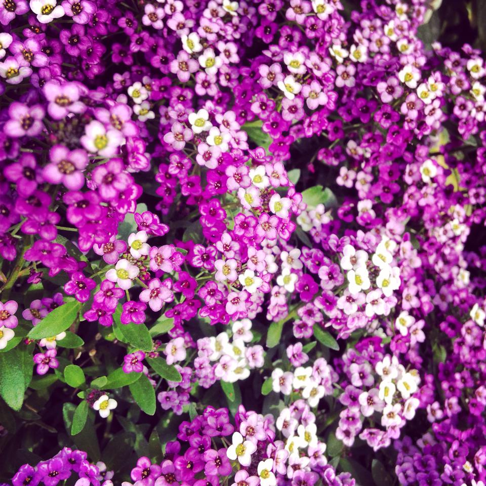 フリー素材 画像 ピンクと白と紫と 街中の花壇に咲くちいさなちいさな花達 無料 株式会社カムラック 障害者就労継続支援a型 B型 就労移行支援 相談支援