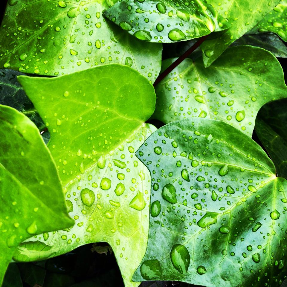 フリー素材 画像 雨上がり 雨に濡れた鮮やかな色した緑の葉 雨粒がきれい 無料 株式会社カムラック 障害者就労継続支援a型 B型 就労移行支援 相談支援 放課後等デイサービス