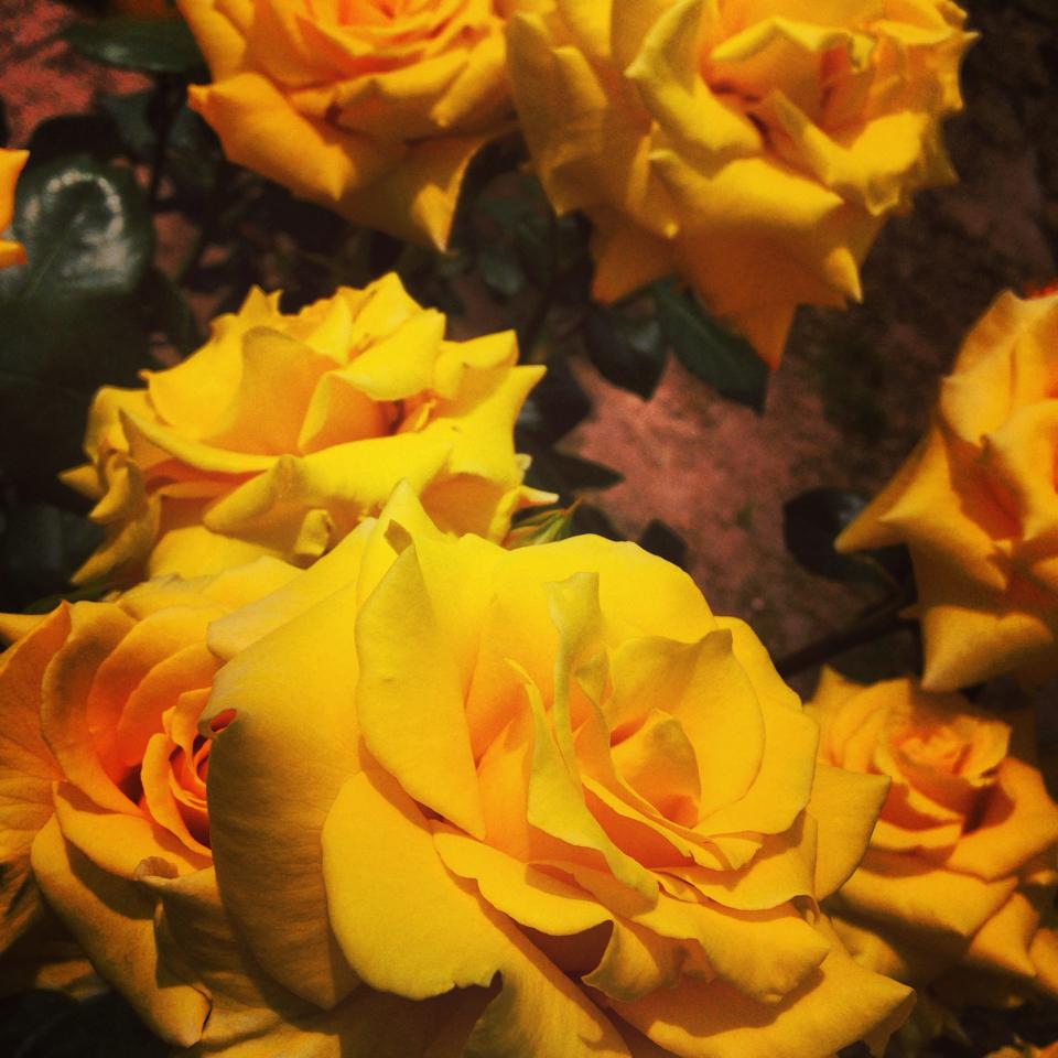 フリー素材 画像 バラ園に咲く幸せの黄色いバラ 無料 株式会社カムラック 障害者就労継続支援a型 B型 就労移行支援 相談支援