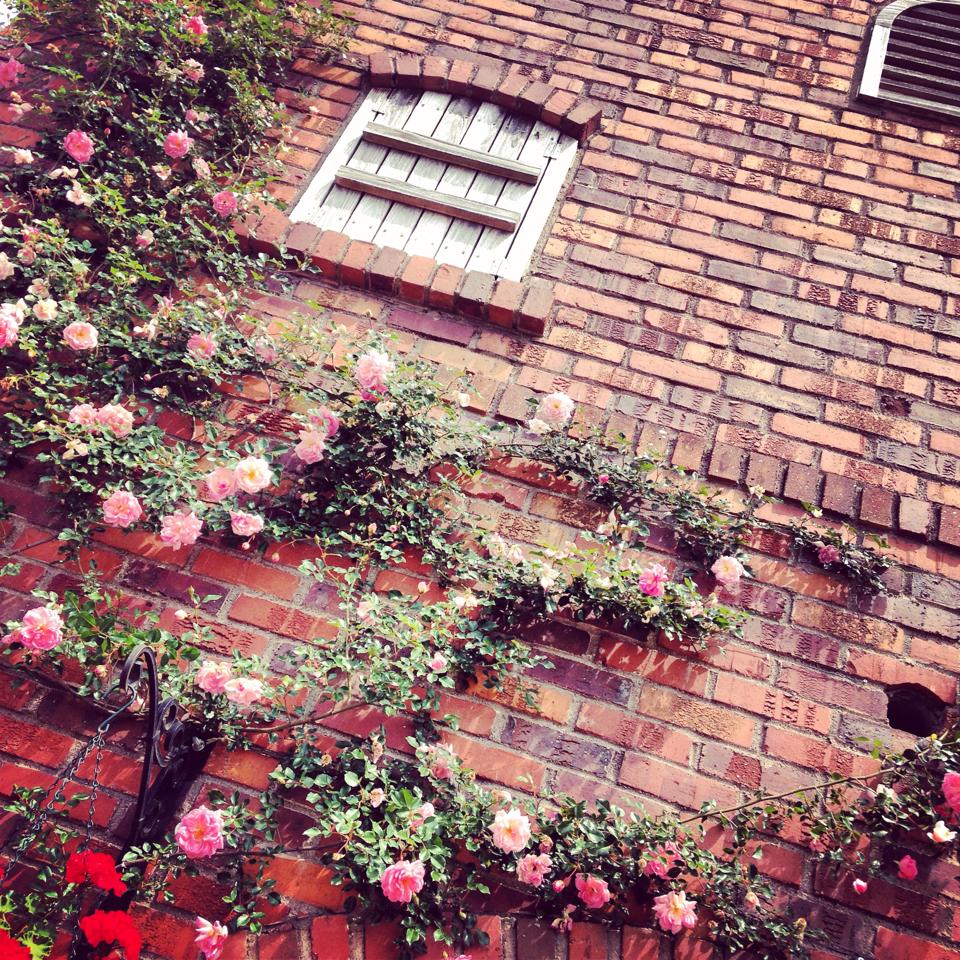 フリー素材 画像 昔風のレンガの建物の壁に咲くピンクのバラと白い 