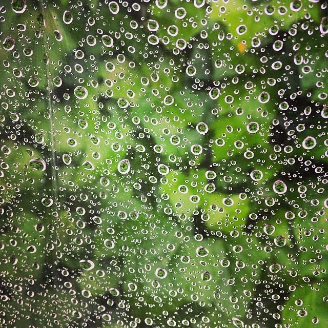 フリー素材 画像 雨の通勤途中 透明傘から見た景色は歩道に茂る緑 雨粒と植物のツーショット 無料 株式会社カムラック 障害者就労継続支援a型 B型 就労移行支援 相談支援