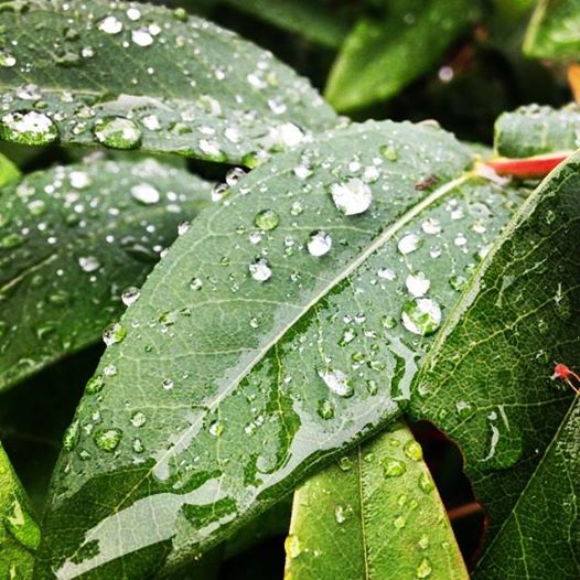 フリー素材 画像 梅雨の時期 雨粒と葉っぱのコラボレーション 無料 株式会社カムラック 障害者就労継続支援a型 B型 就労移行支援 相談支援