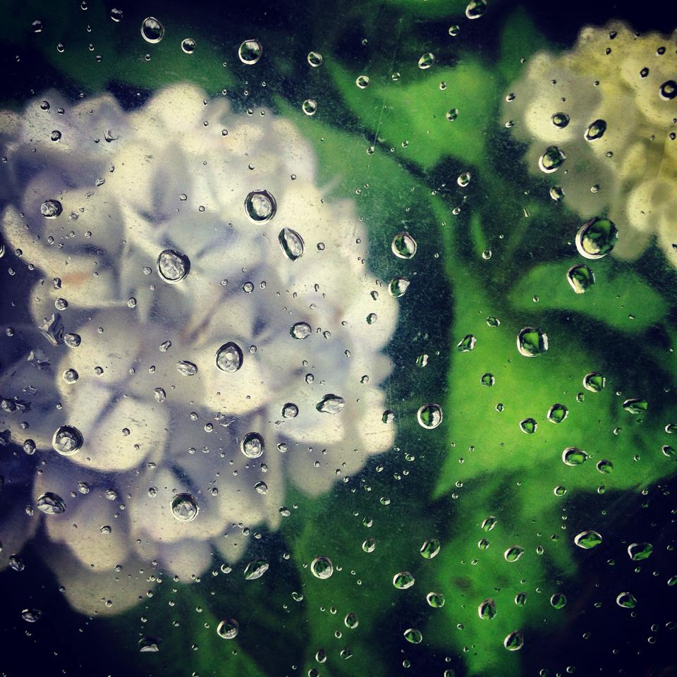 フリー素材 画像 透明傘を通して見た雨粒と紫陽花、梅雨のとある一日 ...