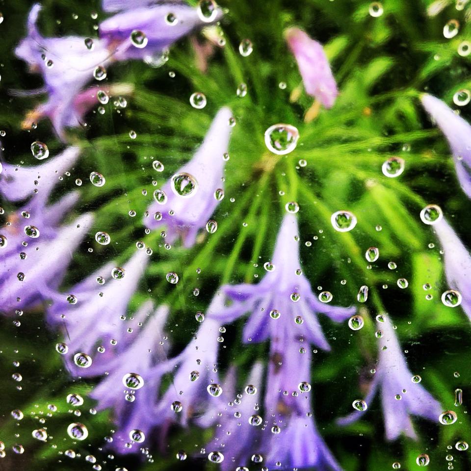 フリー素材 画像 夏のまんなか台風の日傘から覗いた雨と花 無料