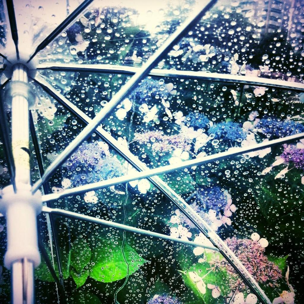 フリー素材 画像 梅雨時の雨の朝 透明ビニール傘から眺める紫陽花 無料 株式会社カムラック 障害者就労継続支援a型 B型 就労移行支援 相談支援
