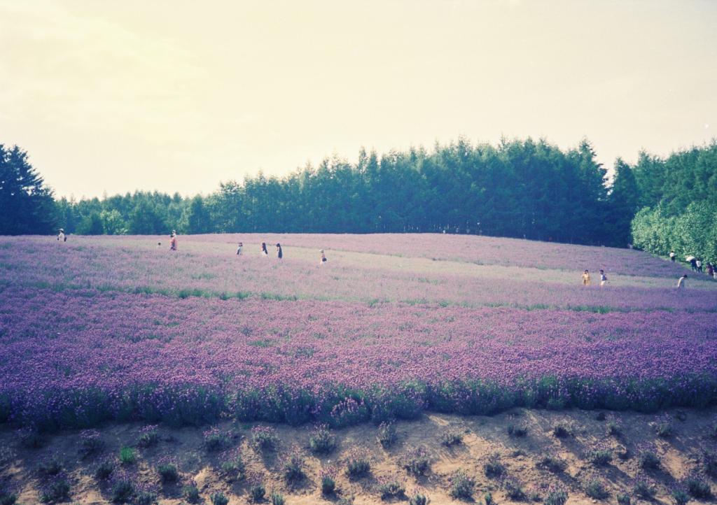 フリー素材 画像 北海道 夏休みに家族旅行に行きました ラベンダーカーペットできれいで涼しい風と一緒に香りで気分はリラックス出来ました 無料 株式会社カムラック 障害者就労継続支援a型 B型 就労移行支援 相談支援