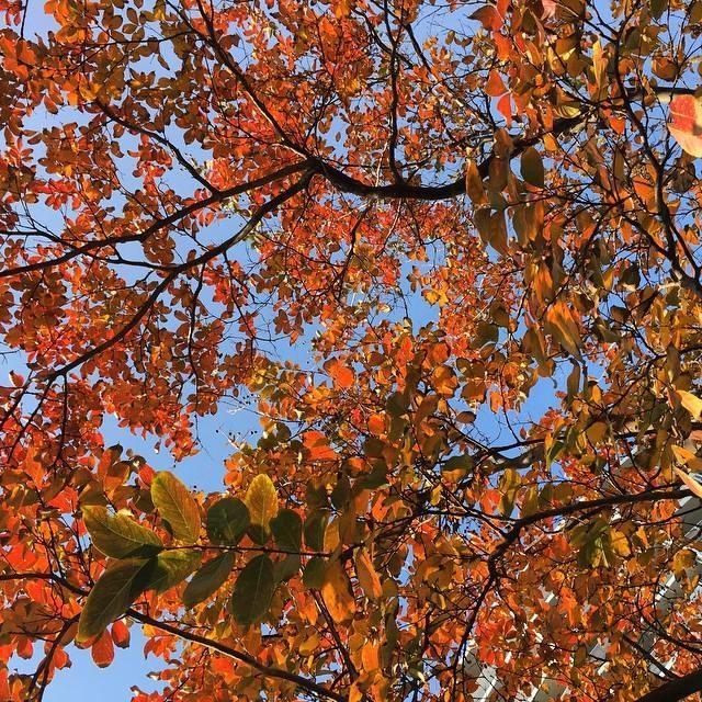 フリー素材 画像 秋の空と紅葉 青い空と赤い葉 無料 株式会社カムラック 障害者就労継続支援a型 B型 就労移行支援 相談支援