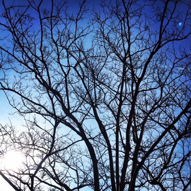 フリー素材 画像 冬の朝の空 葉の落ちた木と枝のシルエットと太陽と青い空 無料 株式会社カムラック 障害者就労継続支援a型 B型 就労移行支援 相談支援 放課後等デイサービス