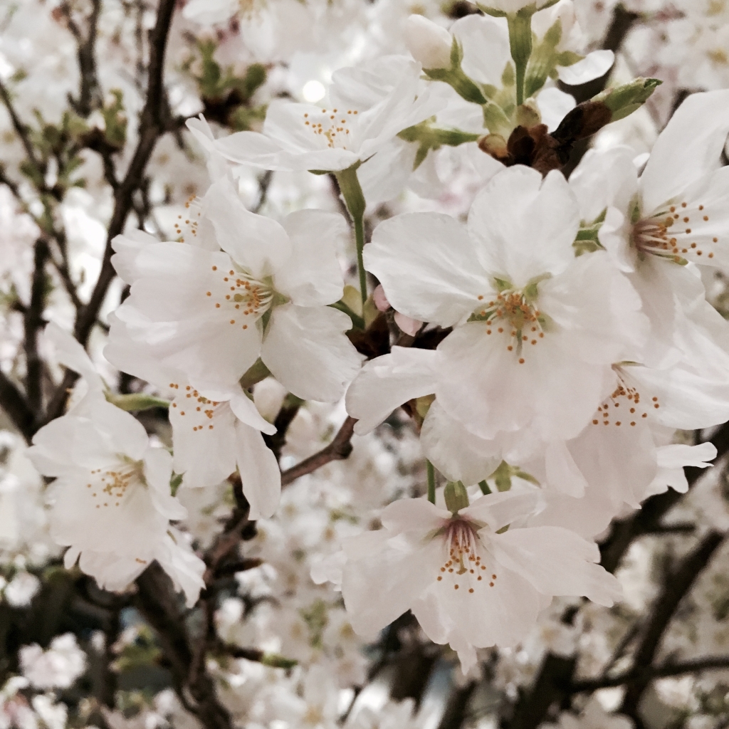 フリー素材 画像 桜 お花見 無料 株式会社カムラック 障害者就労継続支援a型 B型 就労移行支援 相談支援